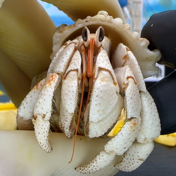 A20瓷白毛球2.0cm口径