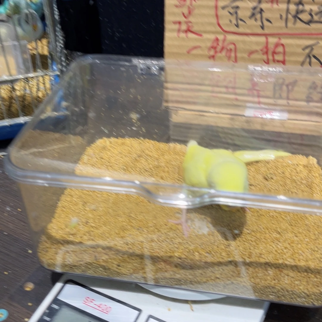 虎皮鹦鹉特色虎皮鹦鹉公，一物一拍不退换竞拍