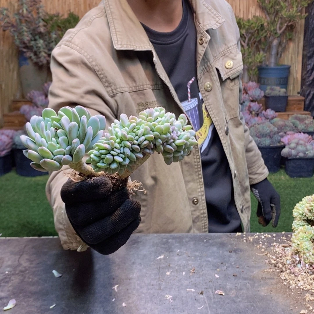 ?*字38 号玛瑙缀化