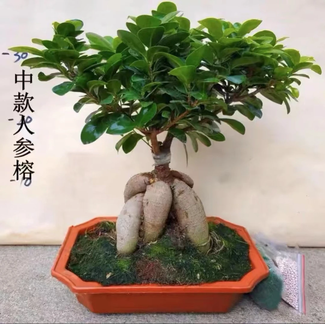 人参榕矮霸盆栽盆景室内办公客厅龙年榕树好养易活【大熊推荐好物】