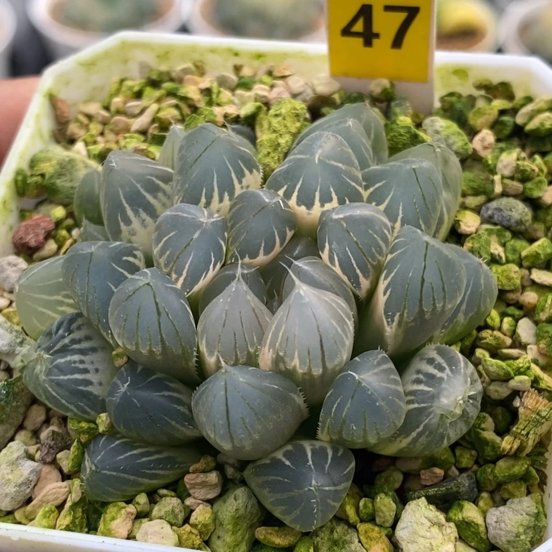 47号白锦糊斑霓虹灯