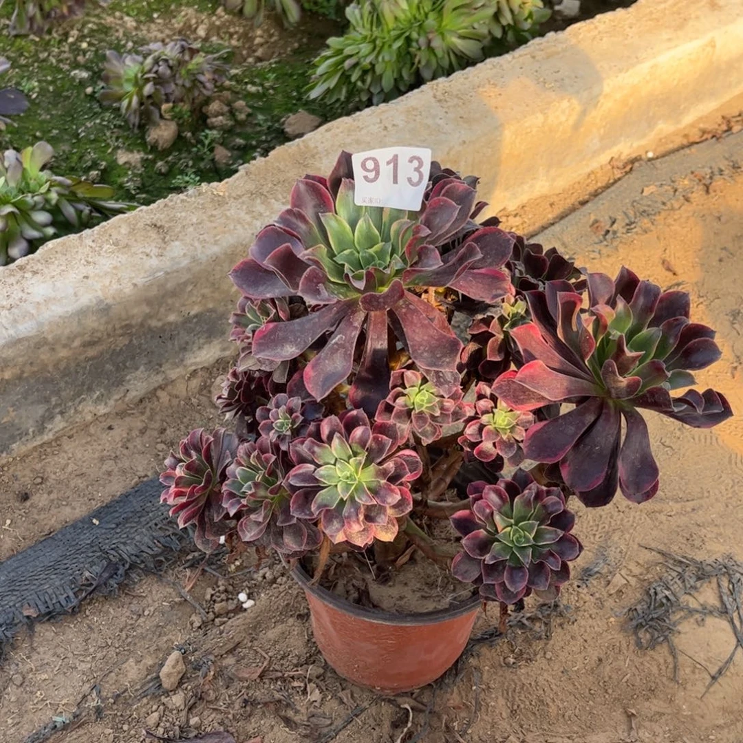 金丝雀913不包断枝