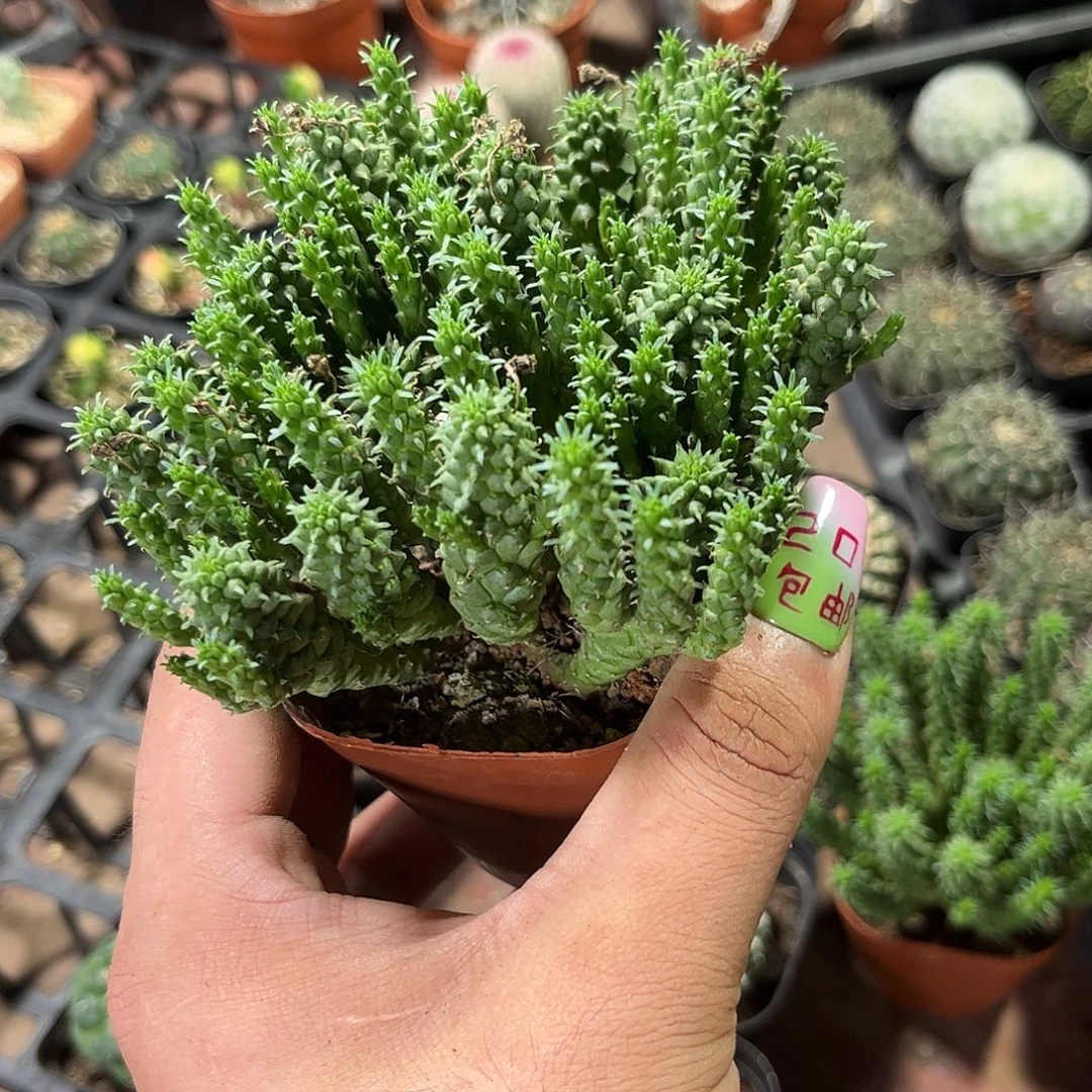 九头龙群生有根发货有根