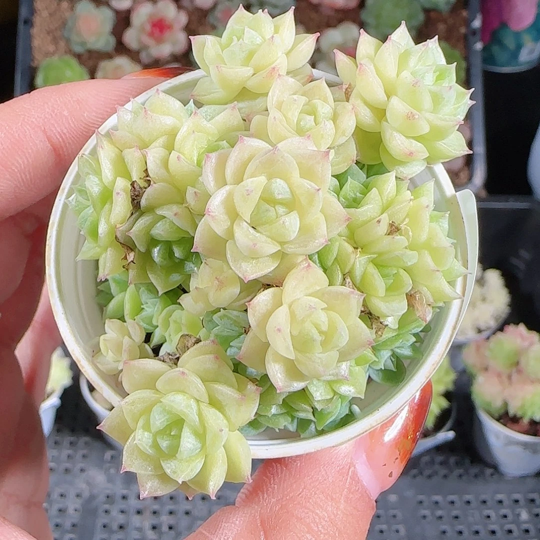 1024--304麦秆不包整