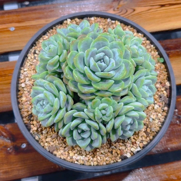 默哥寄养11111111111