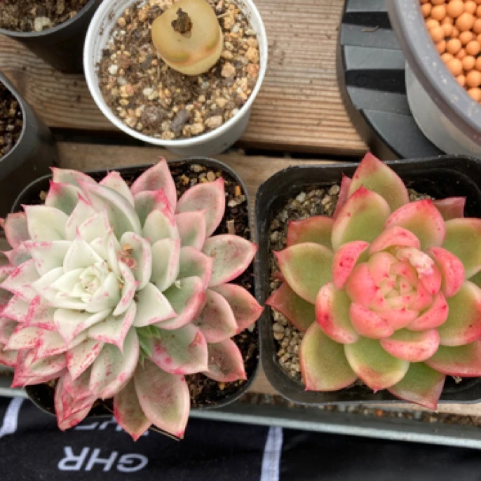 蝴蝶飞舞锦东云锦多肉植物