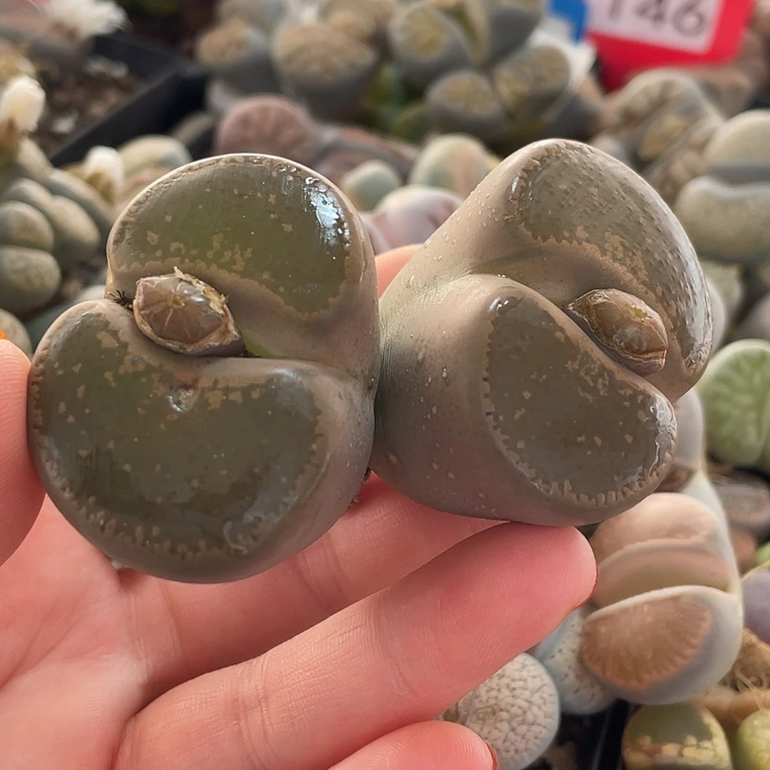 生石花一颗000247