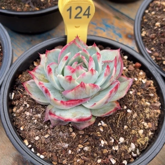 优**咪124惊鸿仙子 夏鸣园艺