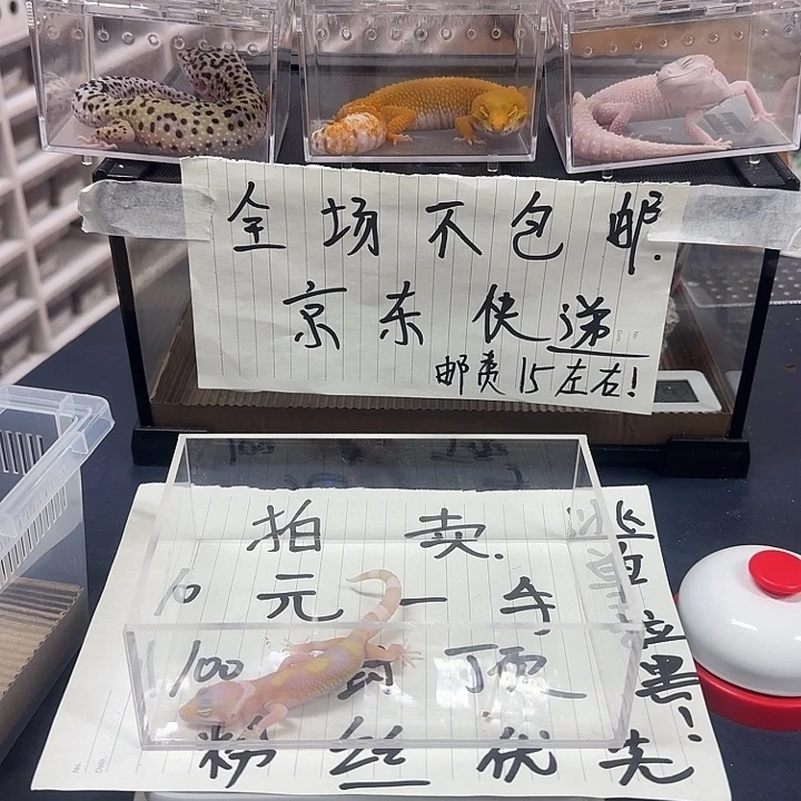 豹纹守宫哈哈斤斤计较