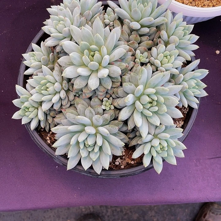 L***y寄养多肉植物寄养