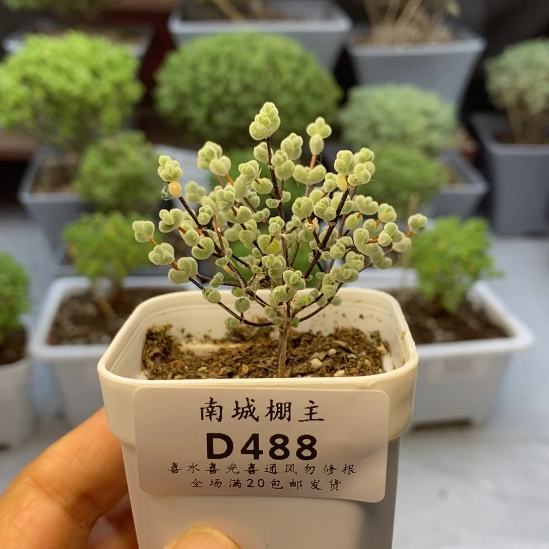 488实生莱斯枝干