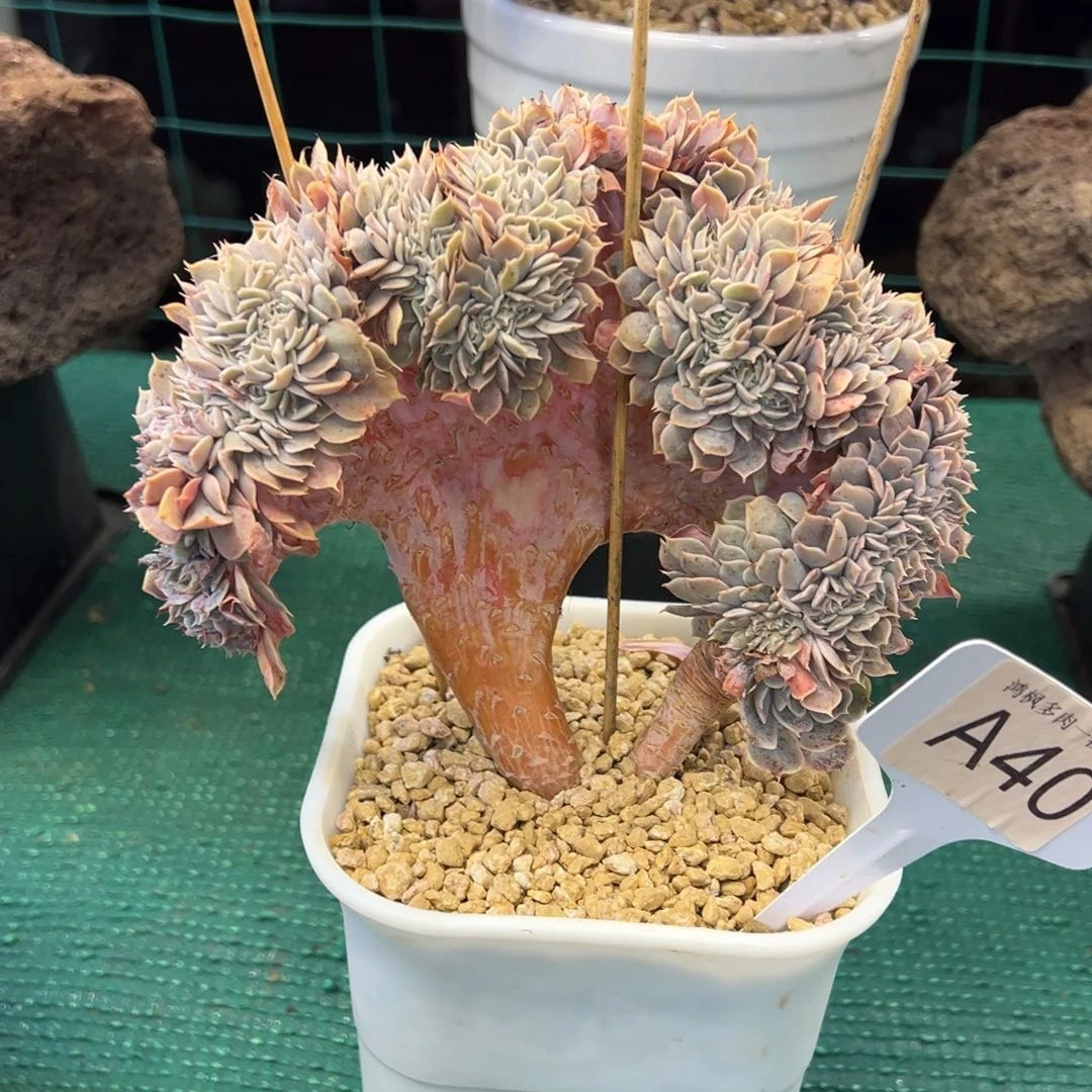 天赐缀化，，，，，，，，，，，