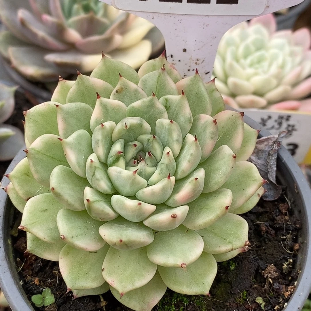 221爪子哈哈哈哈哈哈哈