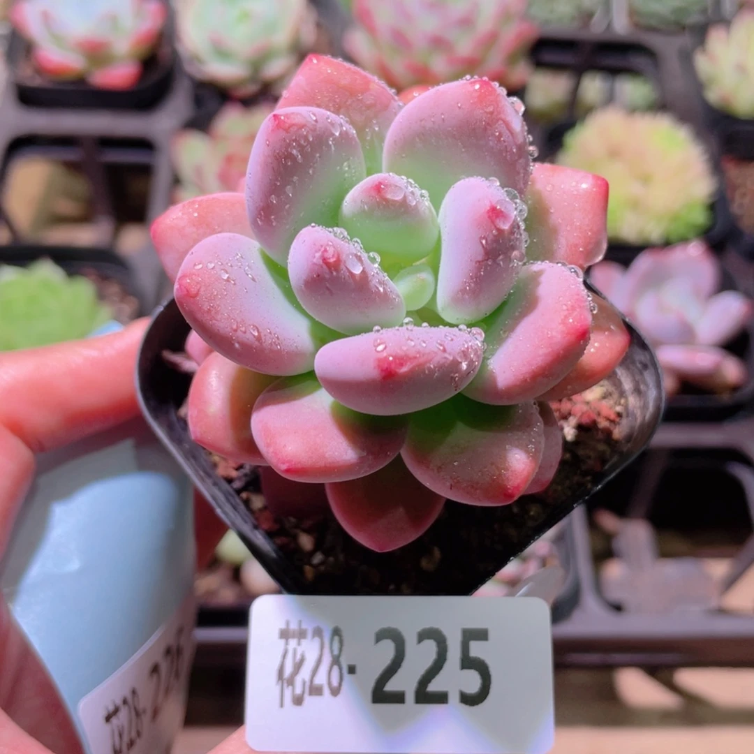 花利美28-225洛神