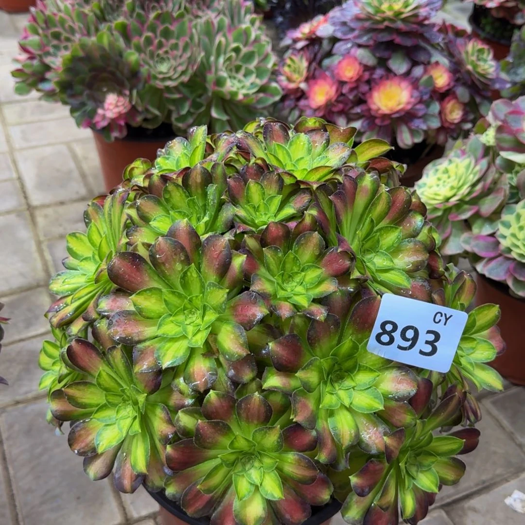 静***心多肉植物893韶华 寄养