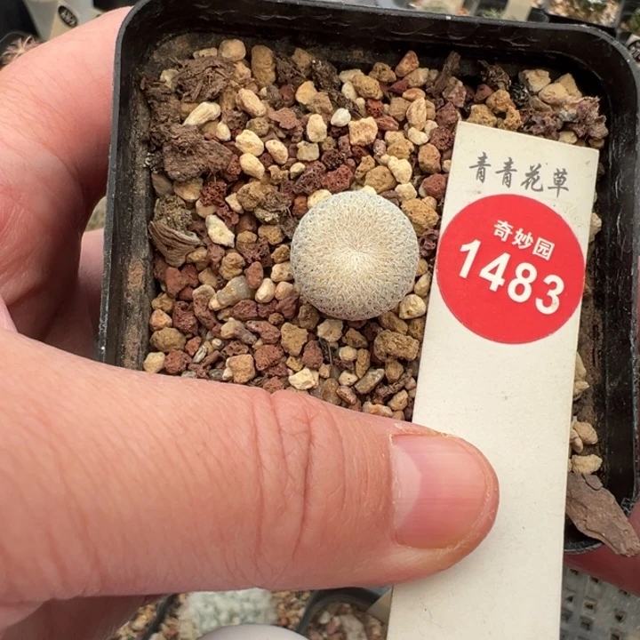 实生小人帽1.6cm一棵仙人球