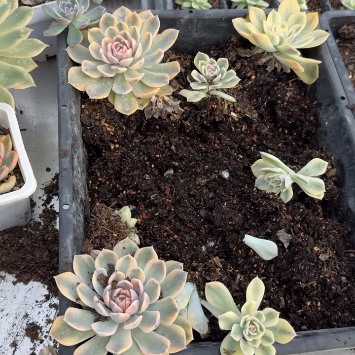 汉堡锦多肉植物精品