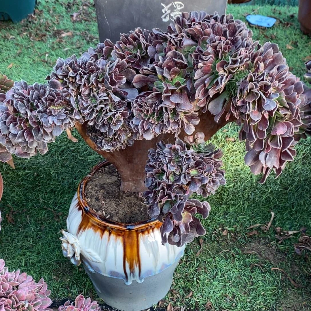 不开花植物1210号欧紫缀化1颗