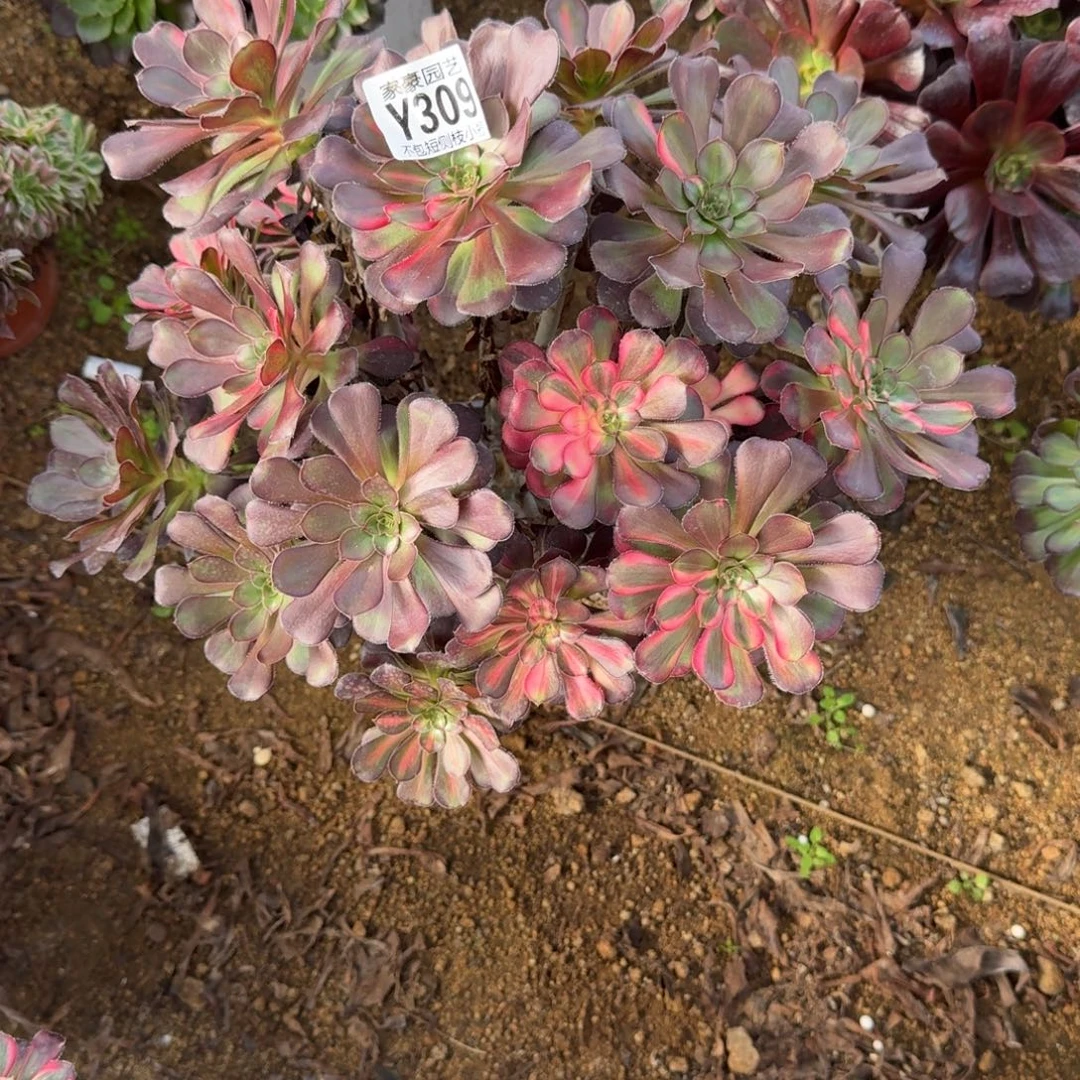 309花蝴蝶官服30左右2