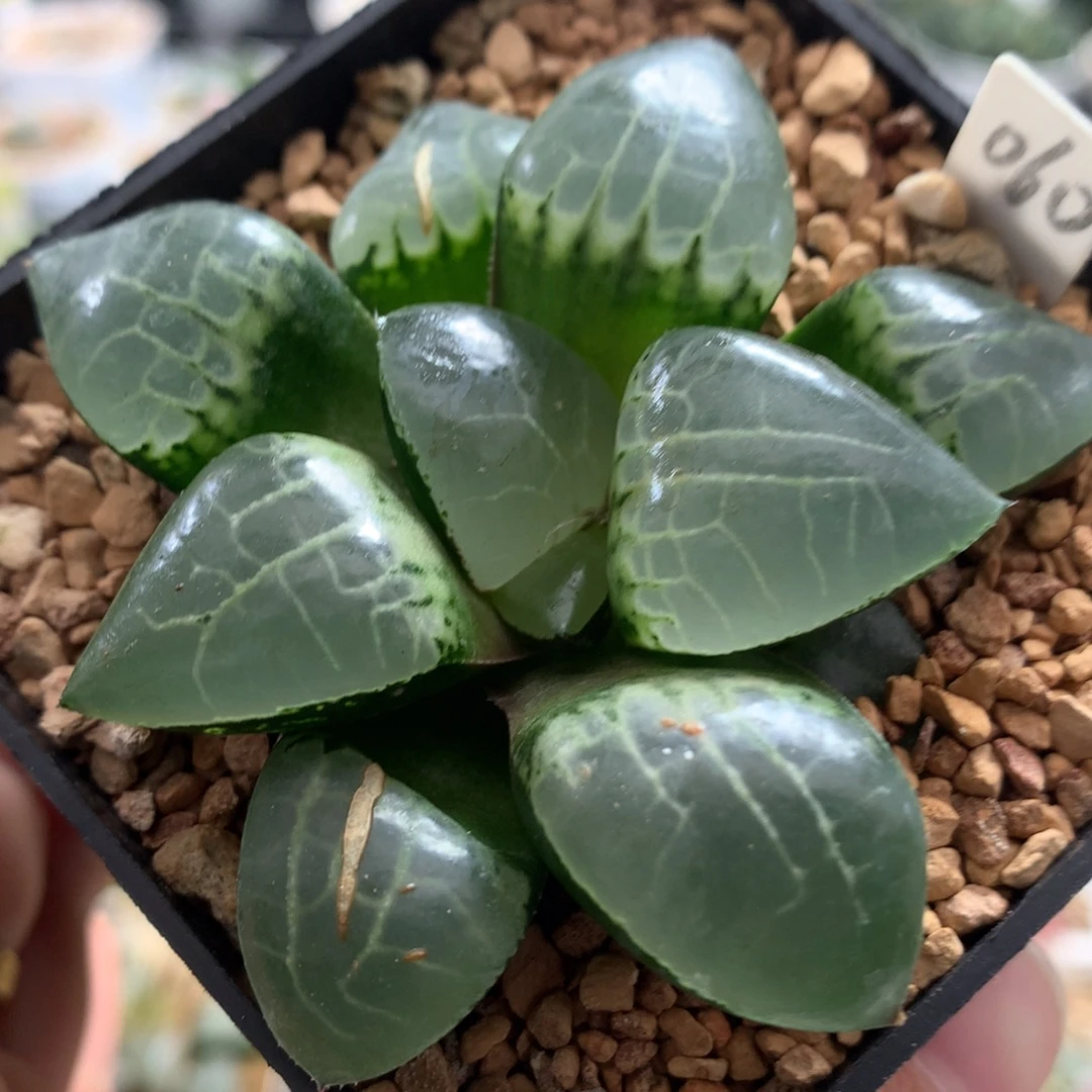 060月光女神十二卷多肉