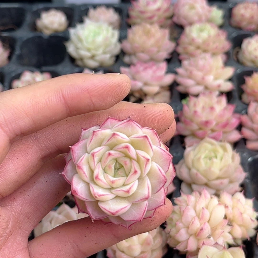 向*?HM78多肉多肉多肉多肉