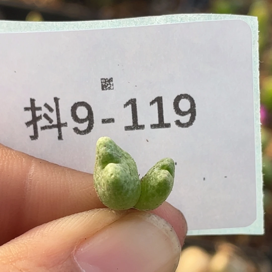 9-119鹿角斑马肉锥