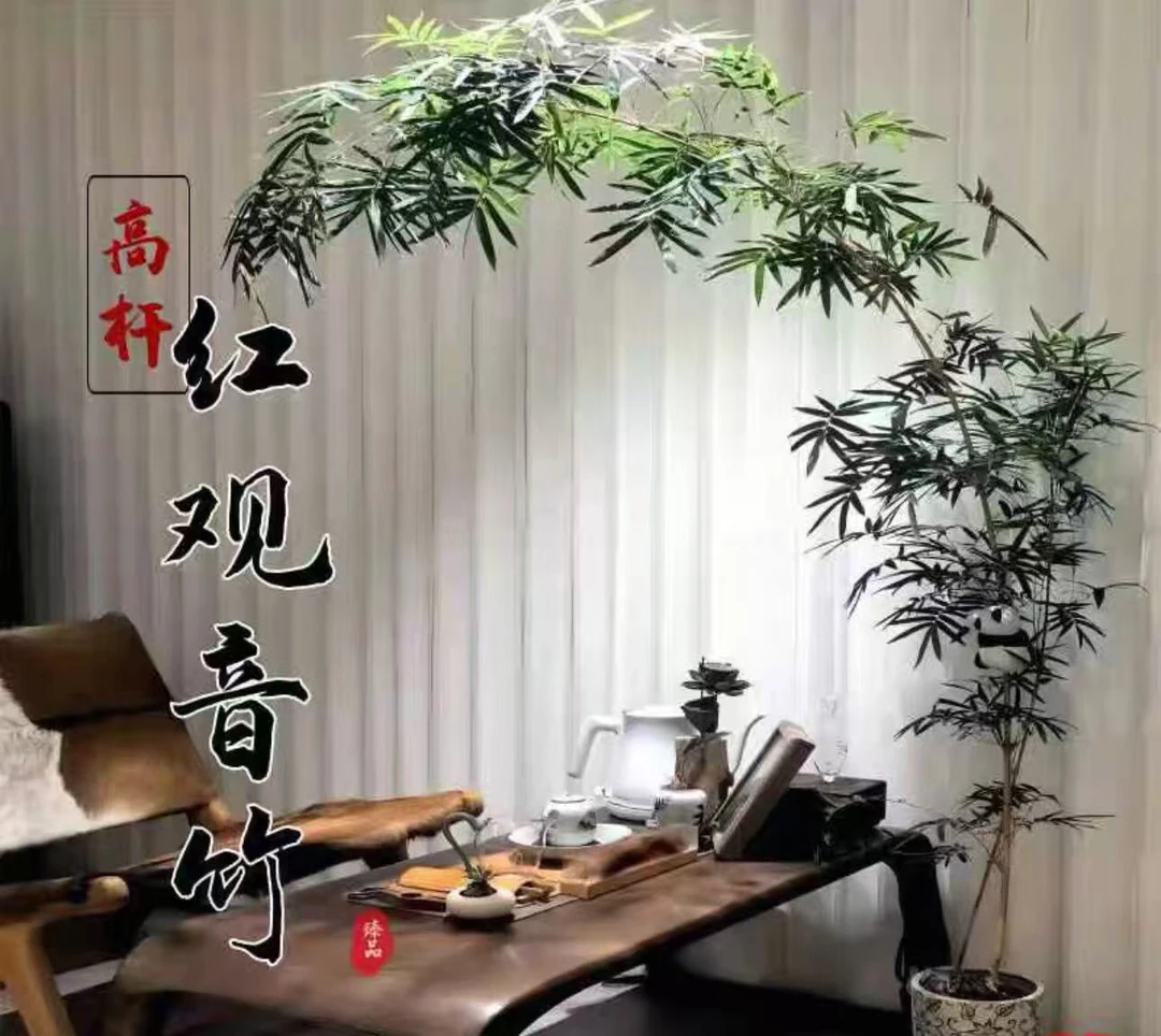 【天然雅韵】竹影婆娑,红杆飘枝添禅意,室内绿植颜值担当!
