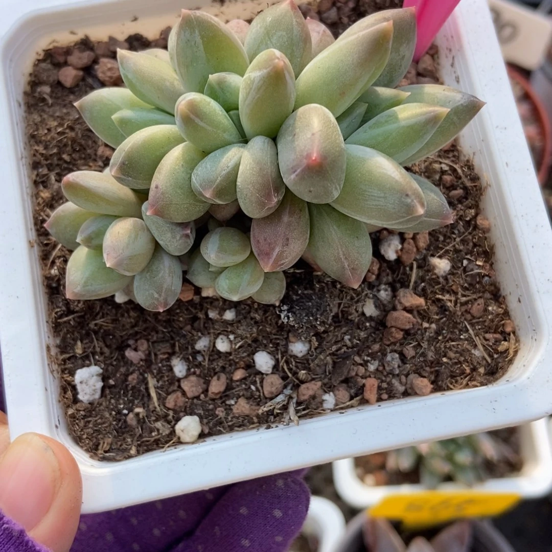 26重楼多肉植物多肉