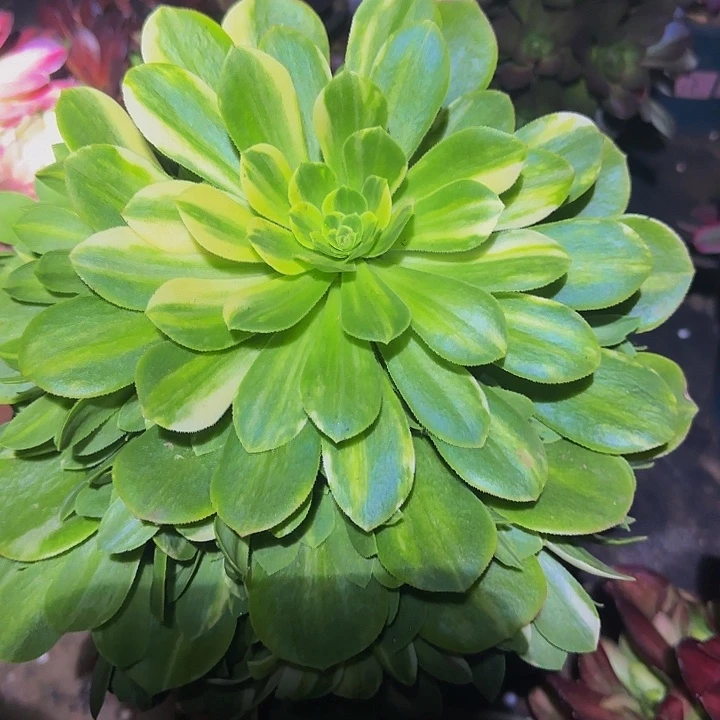 精品五彩琉璃捧花亏本福利