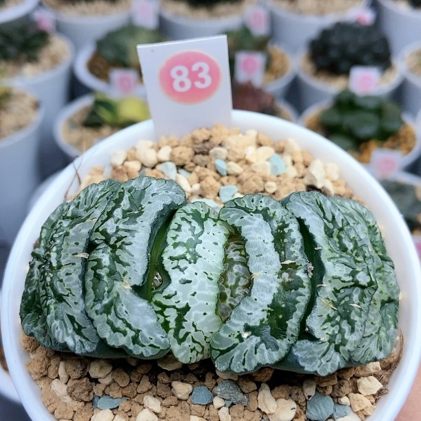 【闪购商品】83玄武帝