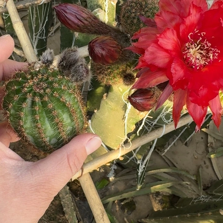 200彩草火鹤歪无根侧牙4公分左右花苞