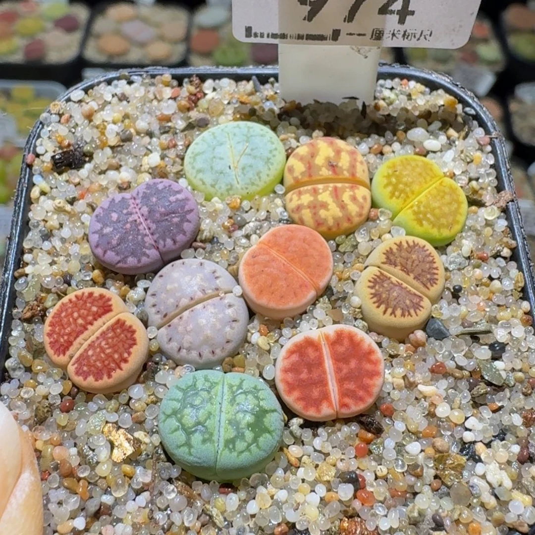 Ssss清货价来了974卡1.2