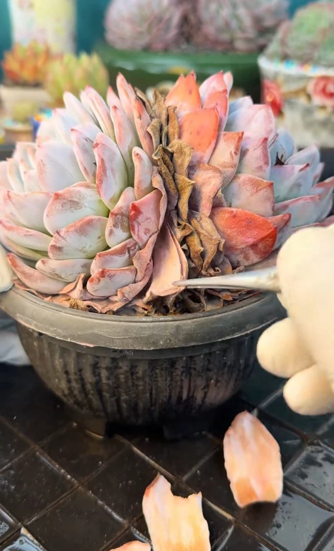 带枯叶多肉三头带盆带土发货多年沉淀好养解压必备治愈绿植