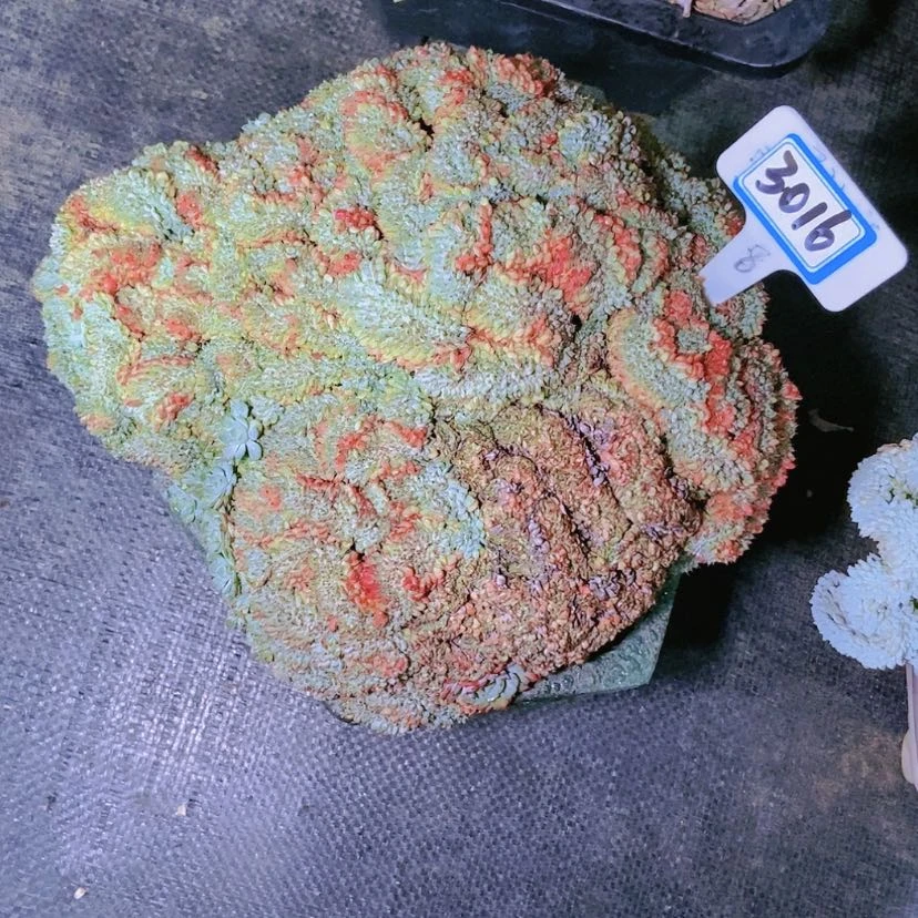 【闪购商品】星*谷3016