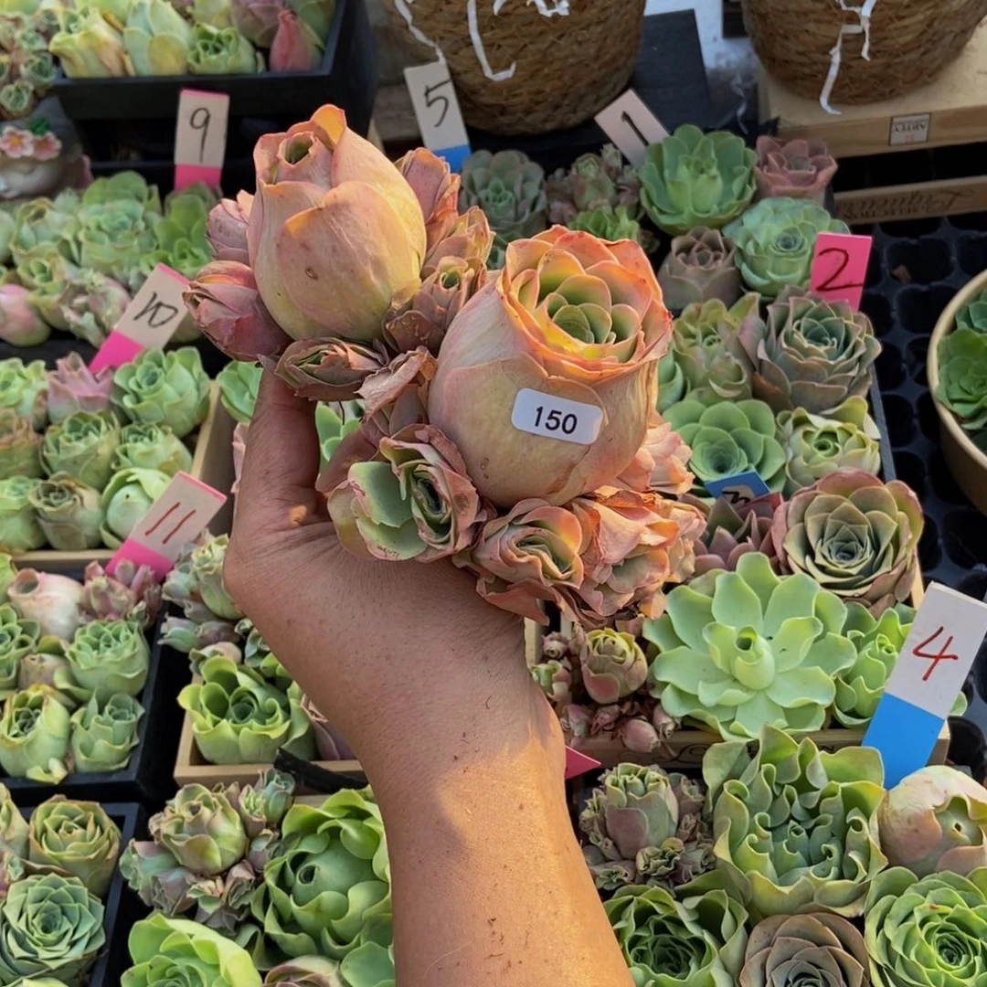 顺***然山地玫瑰多肉植物花卉150