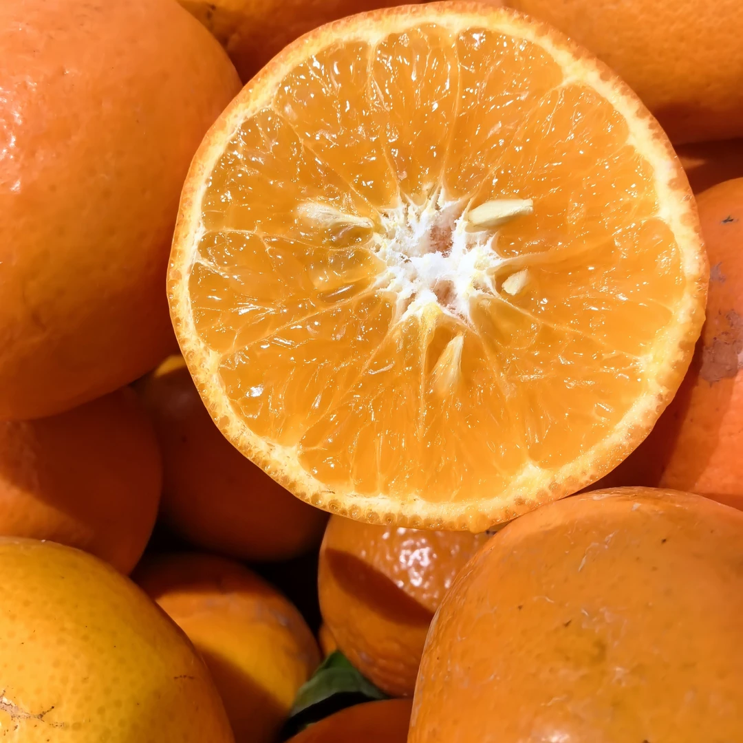 明日见橘子，大果9.9四斤斤，果汁老浓了四川柑橘布基纳法索上海市七台河市