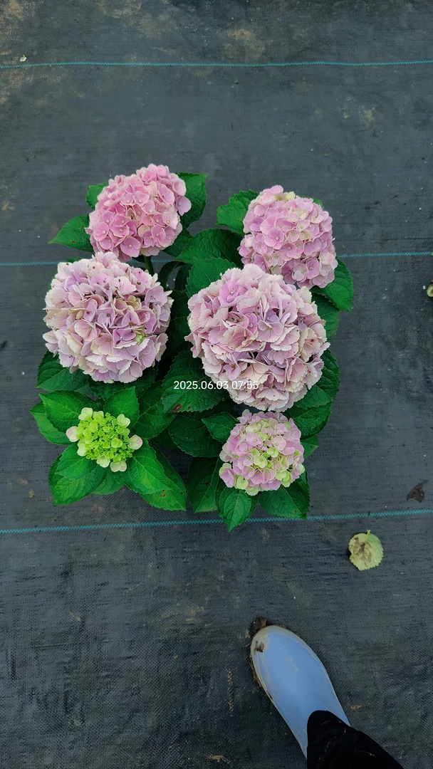 魔幻粉韵绣球花一加仑