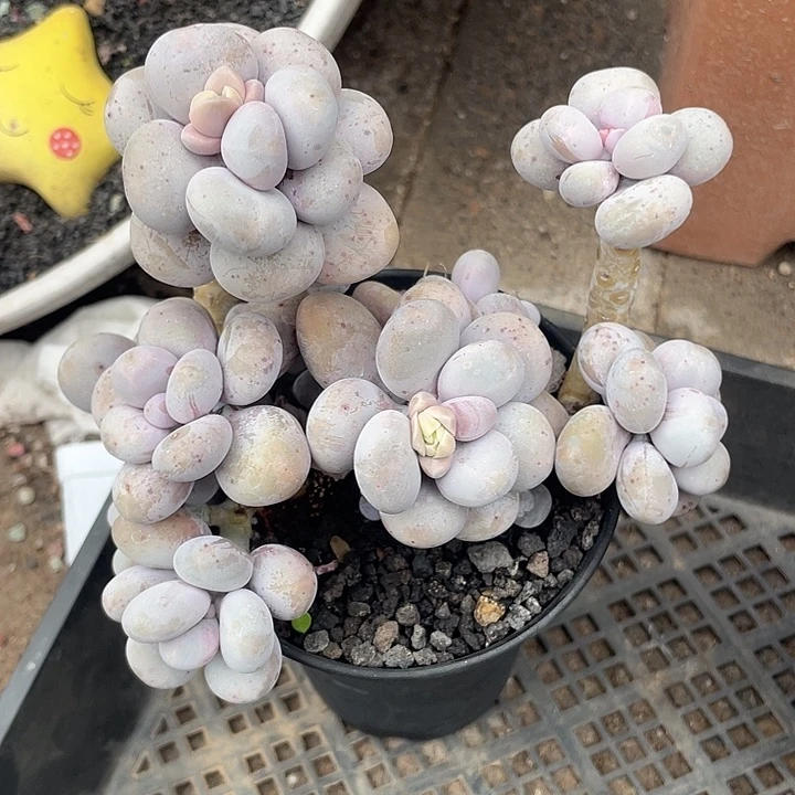 烟美人 脱土发货 10口盆