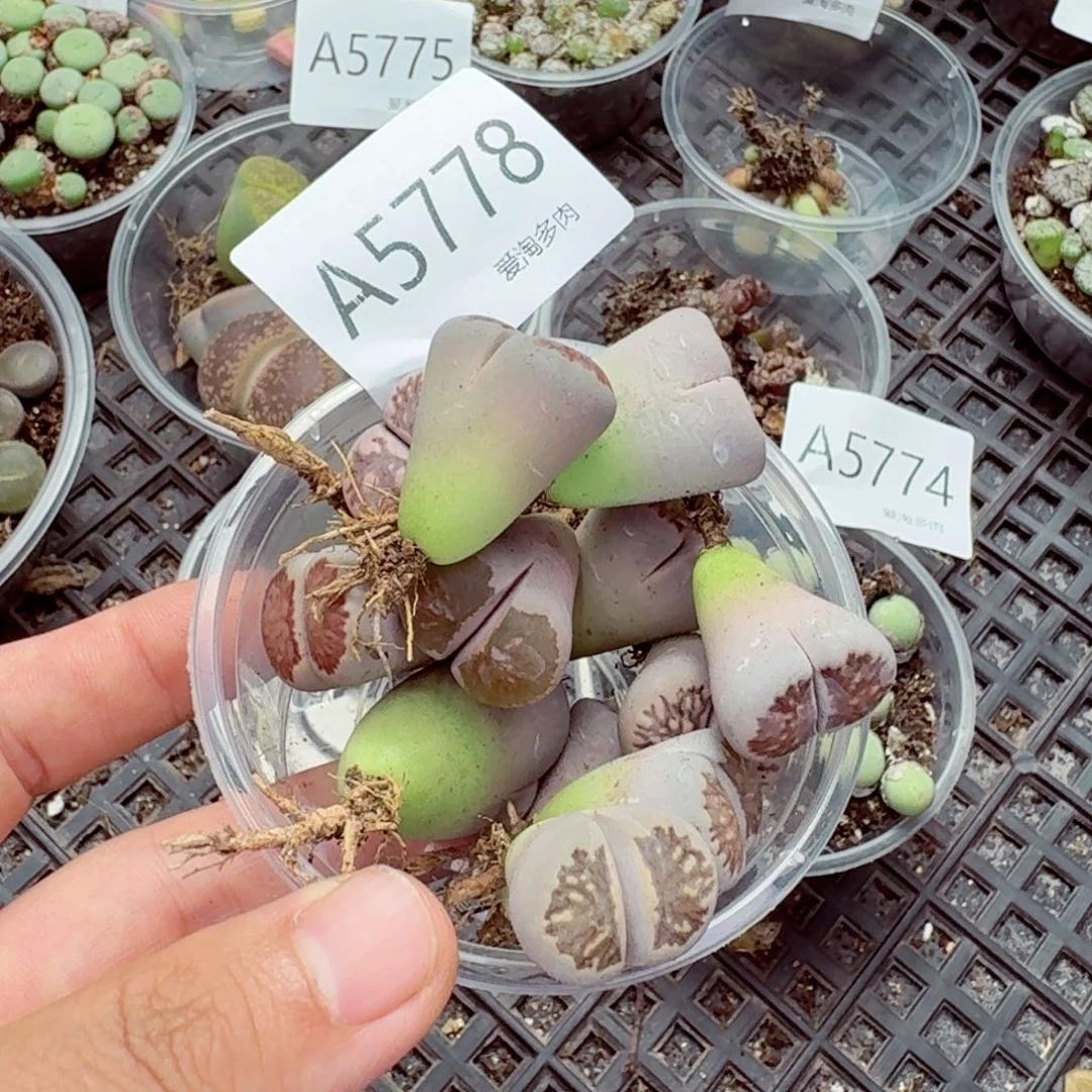 5778—生石花 生石花