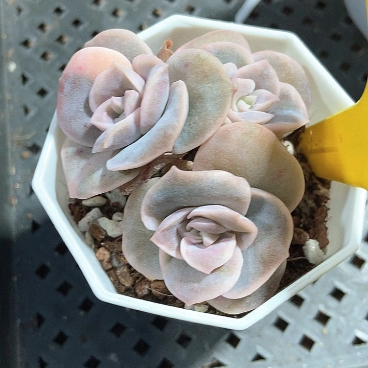 多肉植物可爱玫瑰锦1096