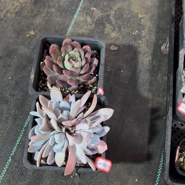 小***号全明星一颗雪莲一颗