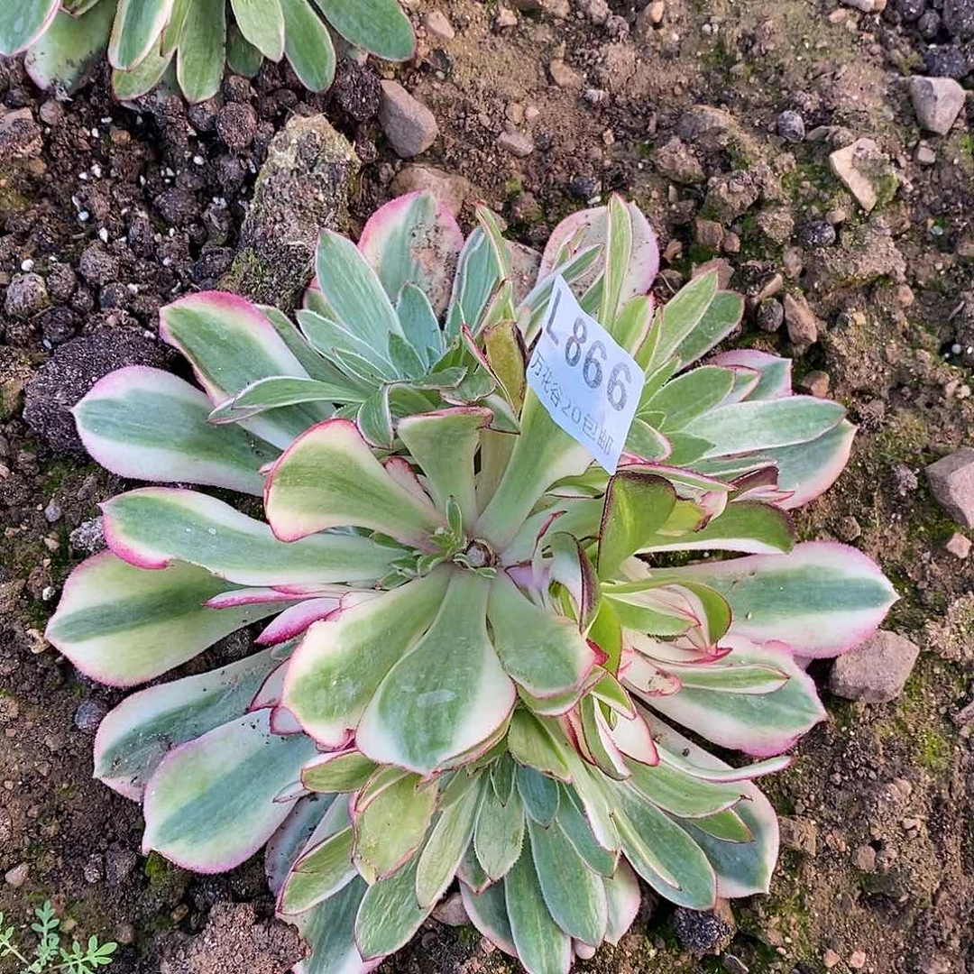 866倾城变异多肉植物