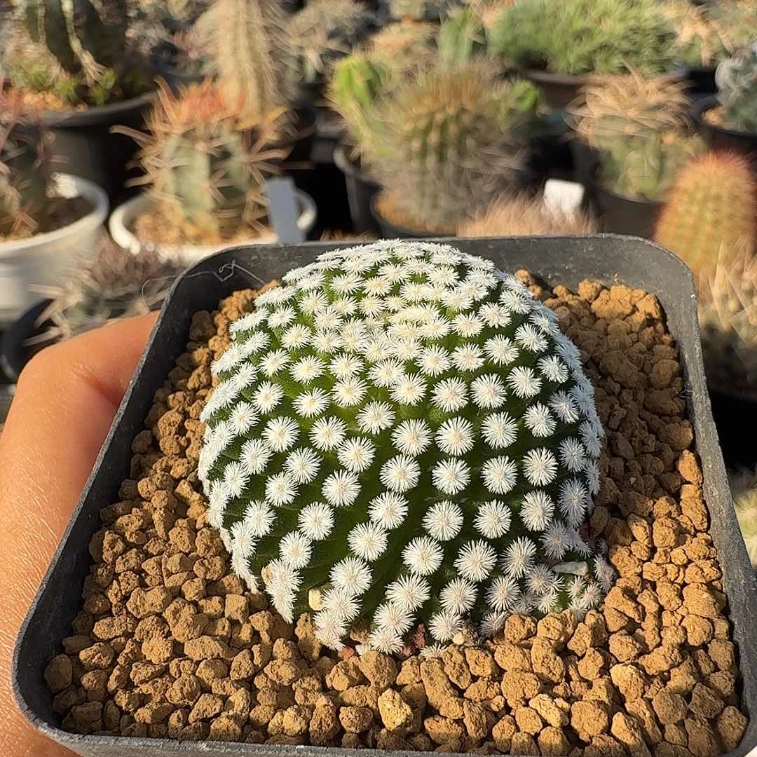 齐***齐短豪刺明星延迟发货