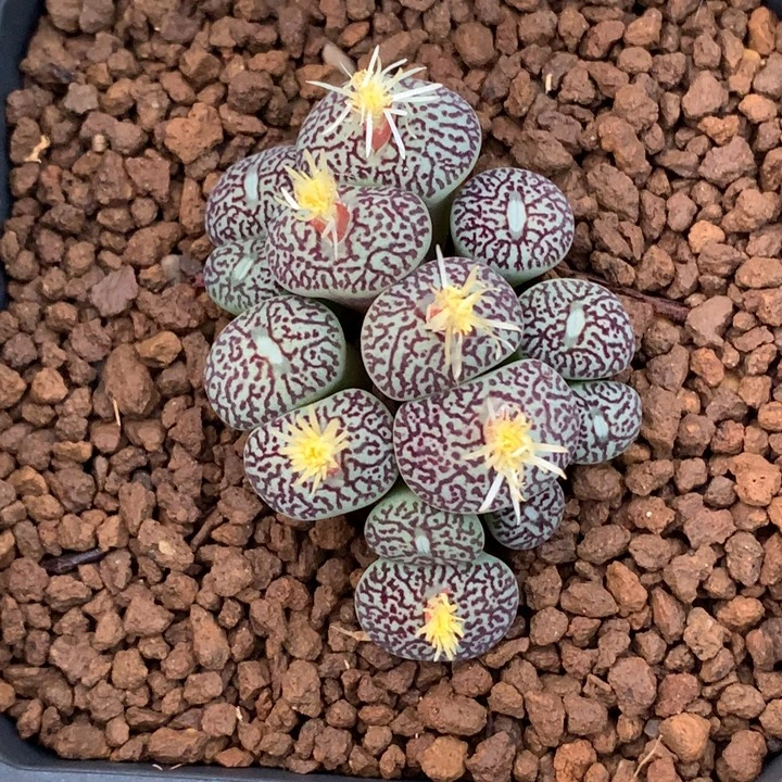 精品多肉植物精品多肉