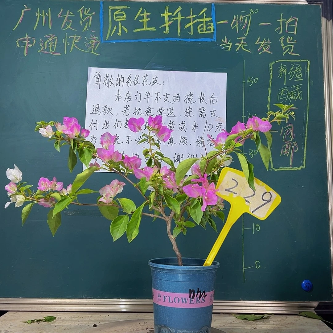 当前无花栽培后可以开花   口红  229