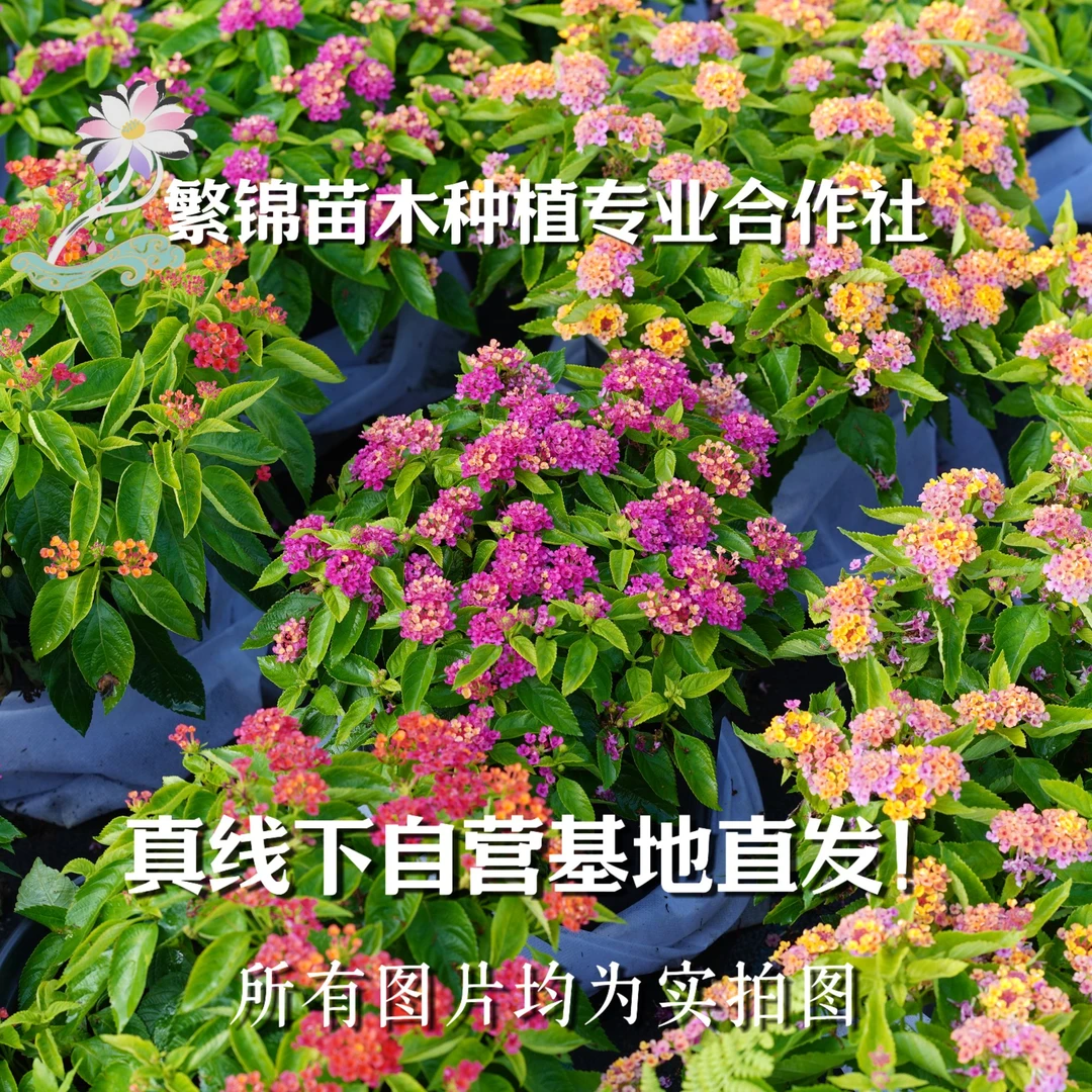 湖南花境基地五色梅马樱丹对版苗长花期适应中部地区气候紫云英