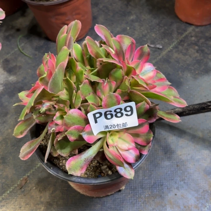 瑞妈多肉植物689.