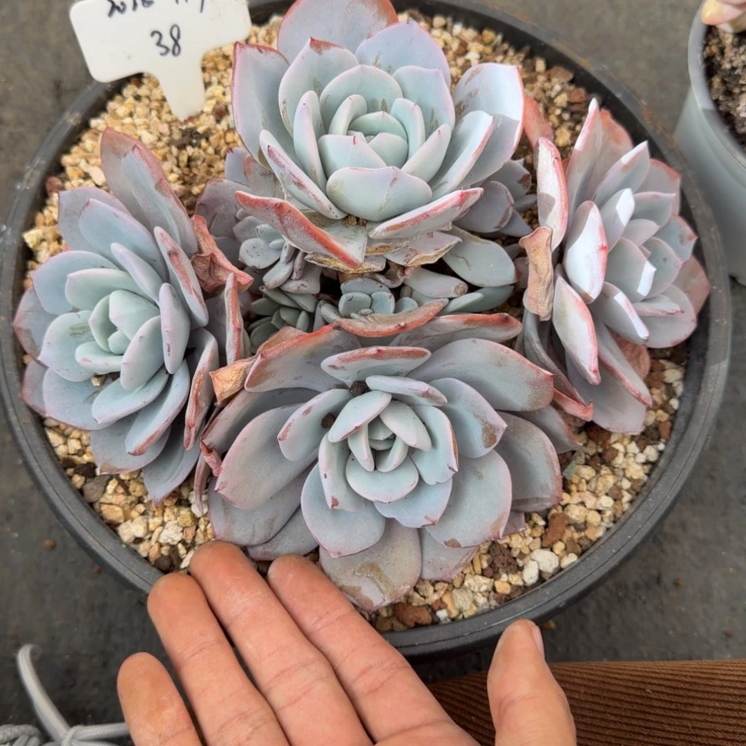 一物一拍奶茶捧花38