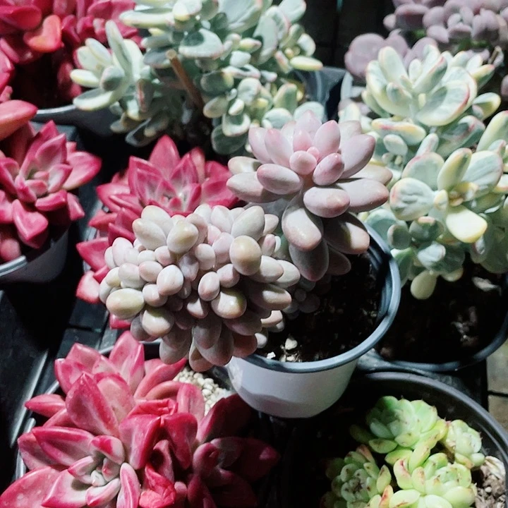 汤圆缀化18一盆6454848464646