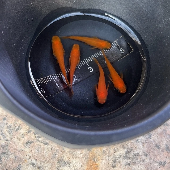 青鳉鱼初恋5条5条